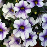 Calibrachoa PortuCal Patio Blue Vein